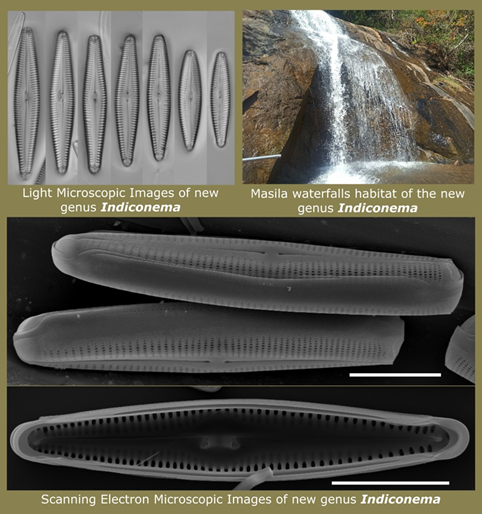 freshwater diatom genus